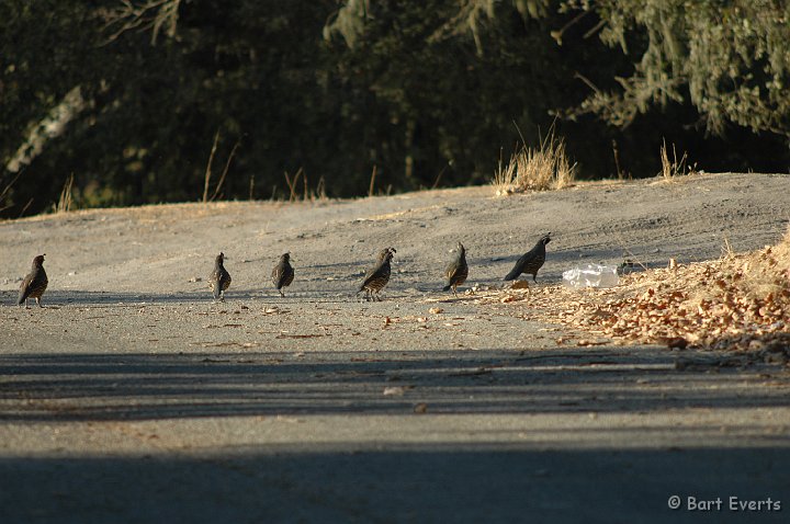 DSC_1860.JPG - California quails on the move